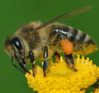 Westliche Honigbiene